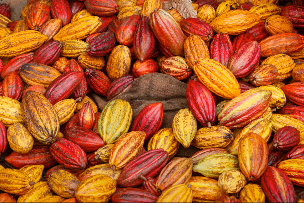 cacao.pods.jpg