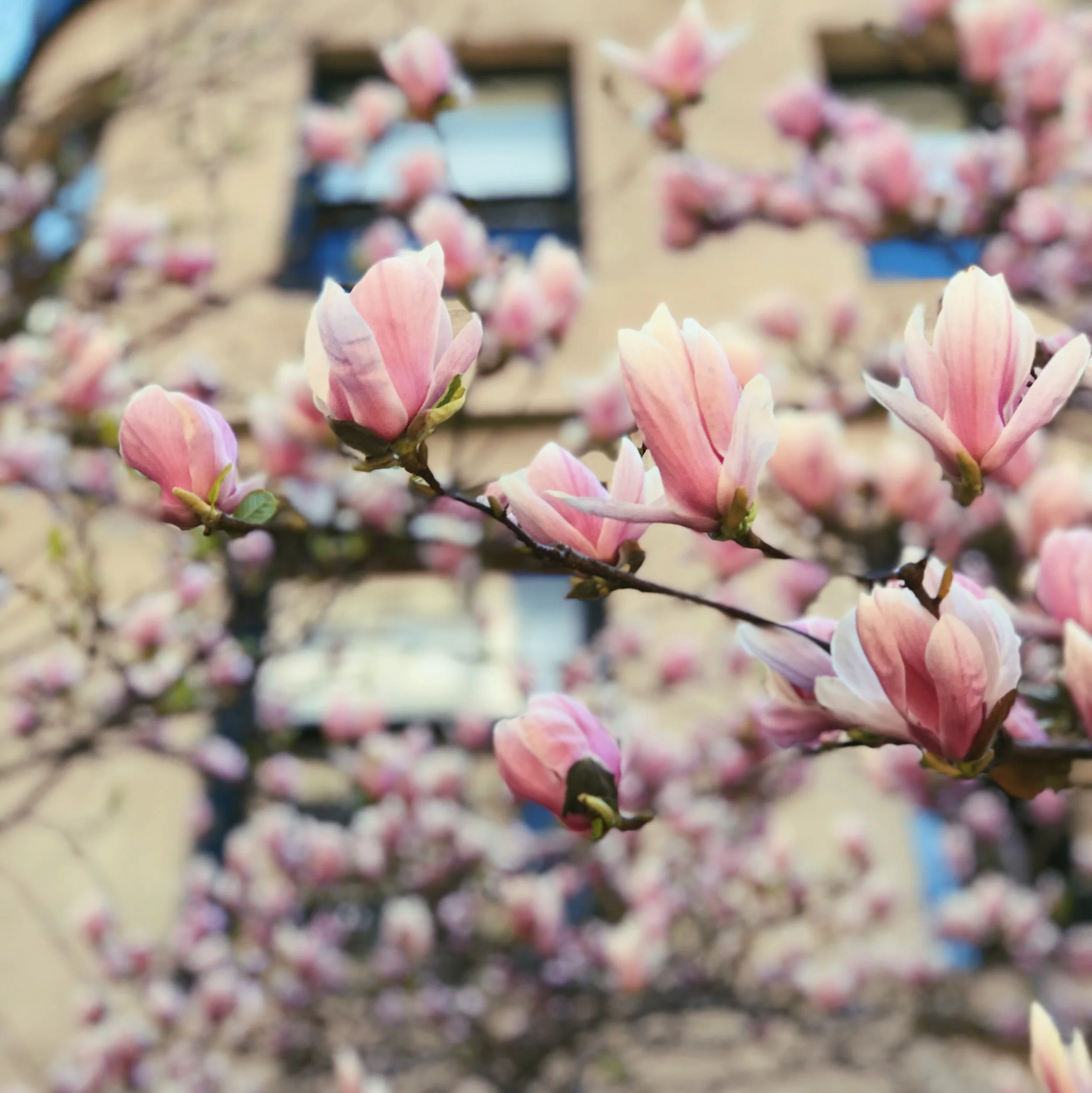 Apparition of Flood & Verse in 1913
