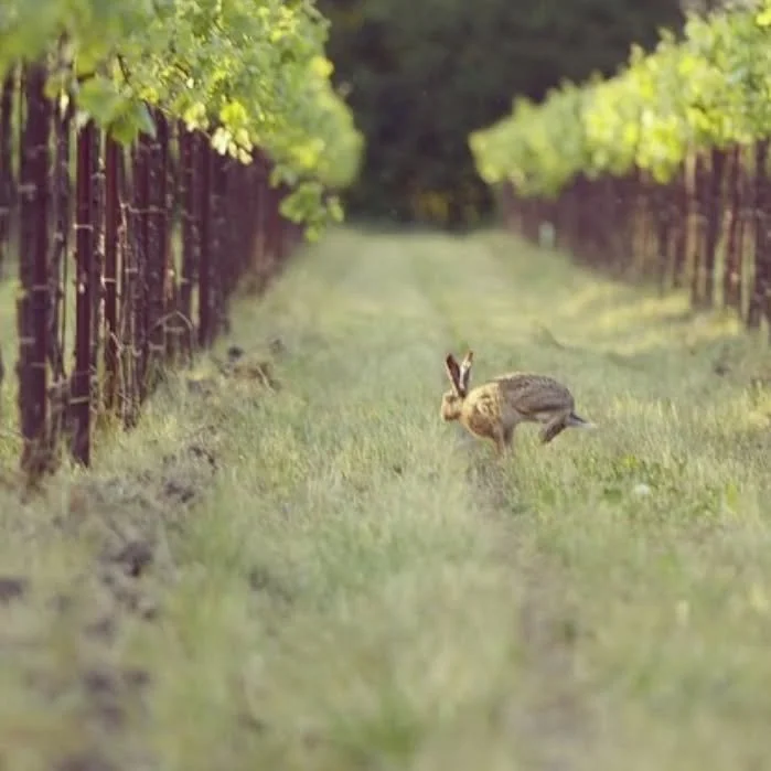 Hop into spring April 5th at the NK with Sommelier Chris @magnuspim Wilton - who will take us to the House of Fidora winery located in the Veneto region of Italy. $35.00 per person. 7:30pm. Please call NK at 705 741 0300 to reserve your spot!!!
#wine