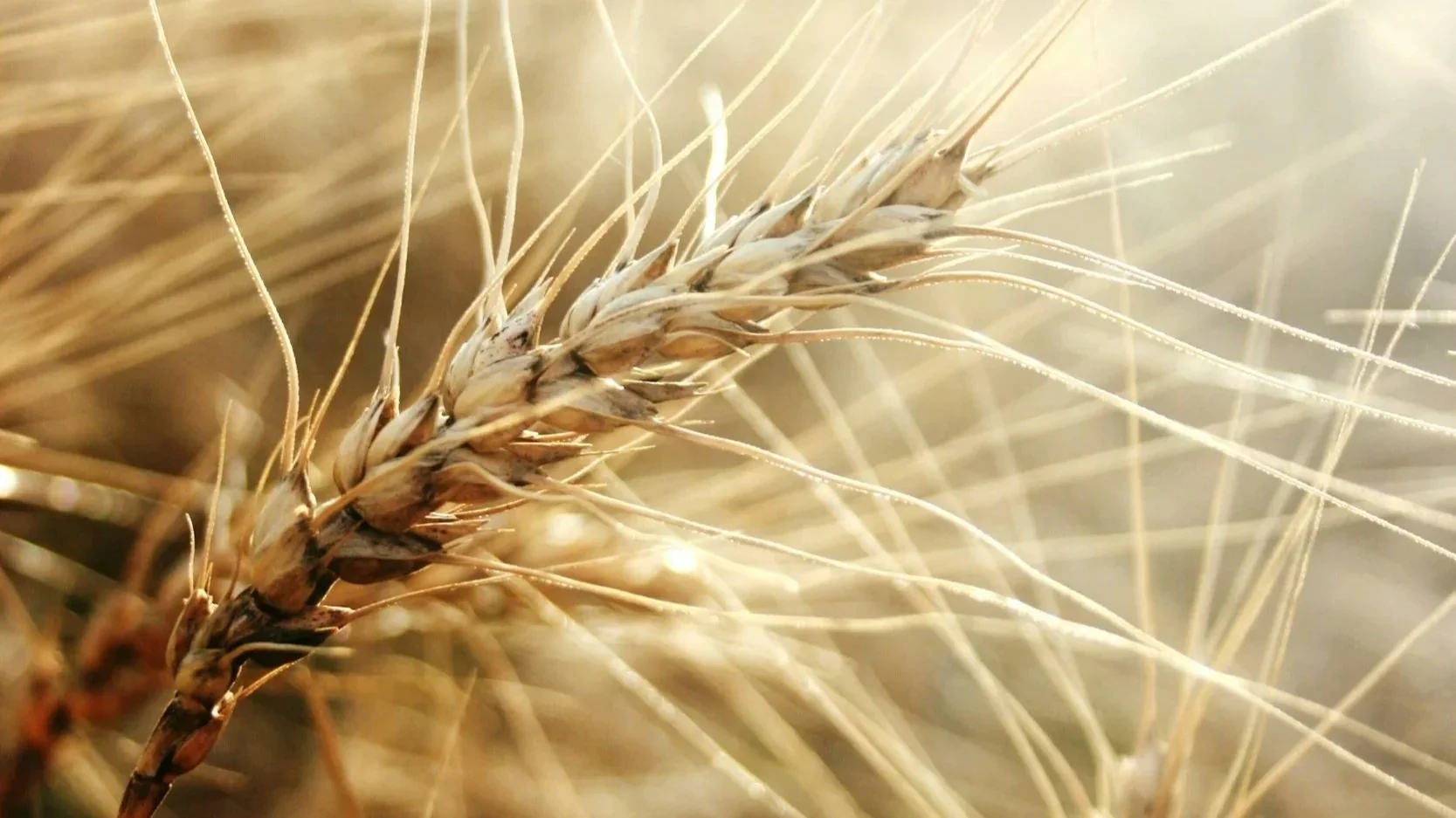 Close-up of a golden grain head in warm sunlight.