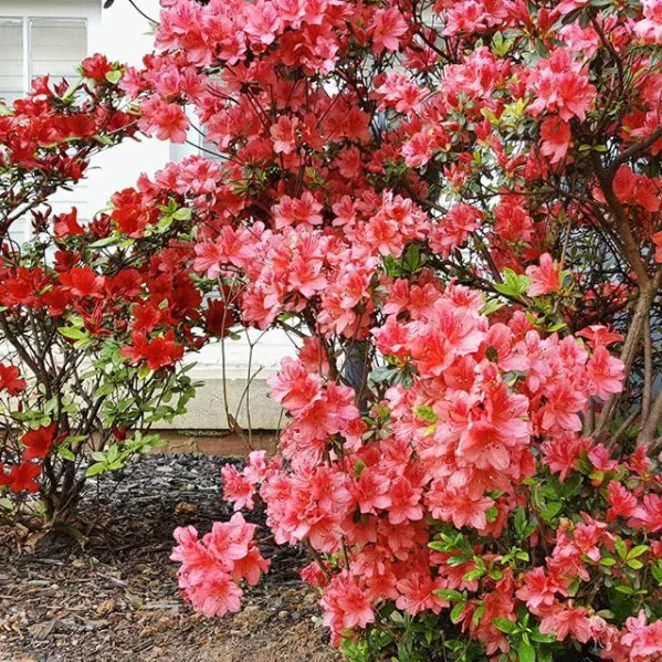 Azaleas remind me of my mom.