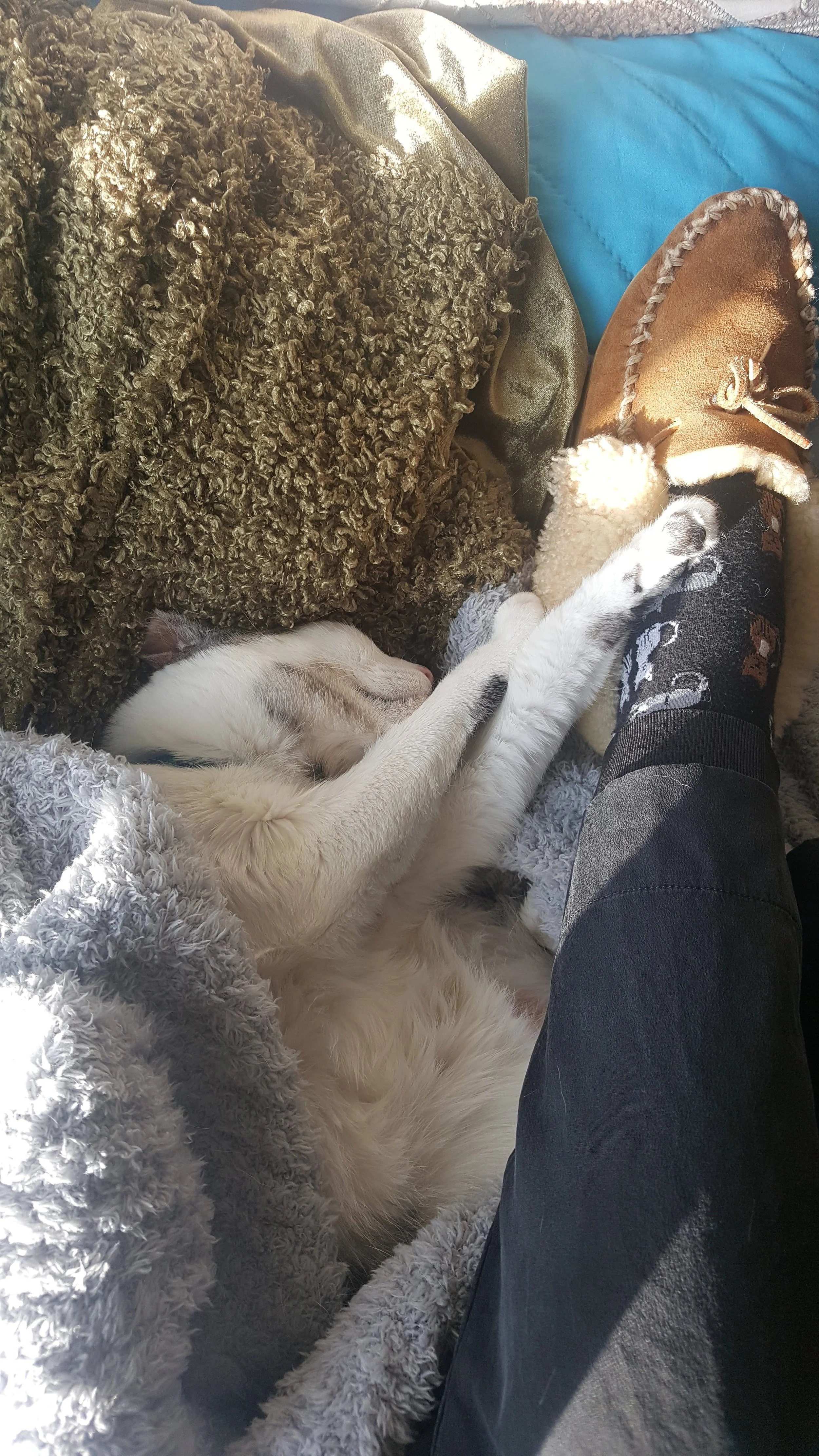 Remember, there is always room for a pair of kitty socks in your wardrobe.