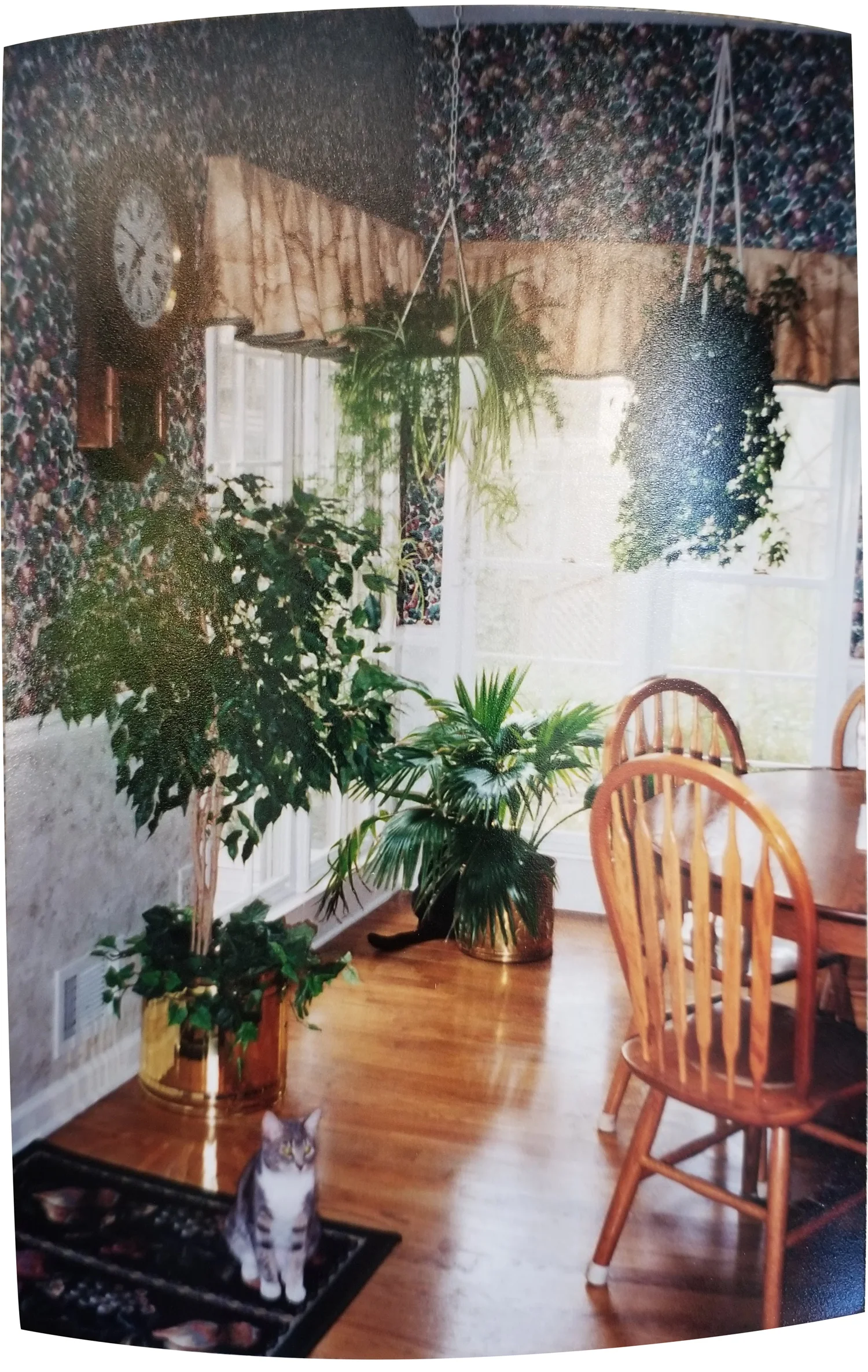 1996-momskitchen-tia-bianca-plants.jpg