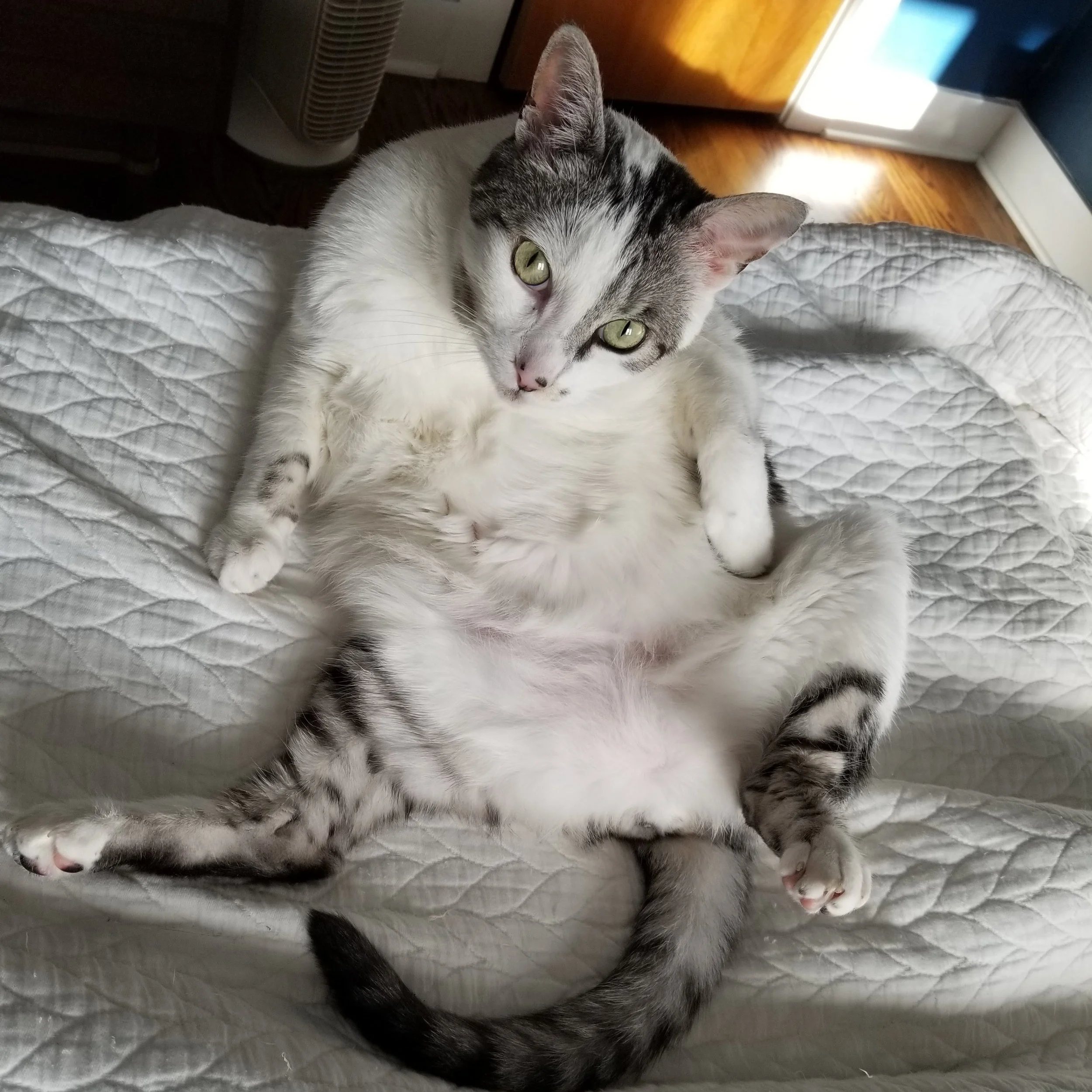 Let's be honest this post was an excuse to put up pictures of my cats.