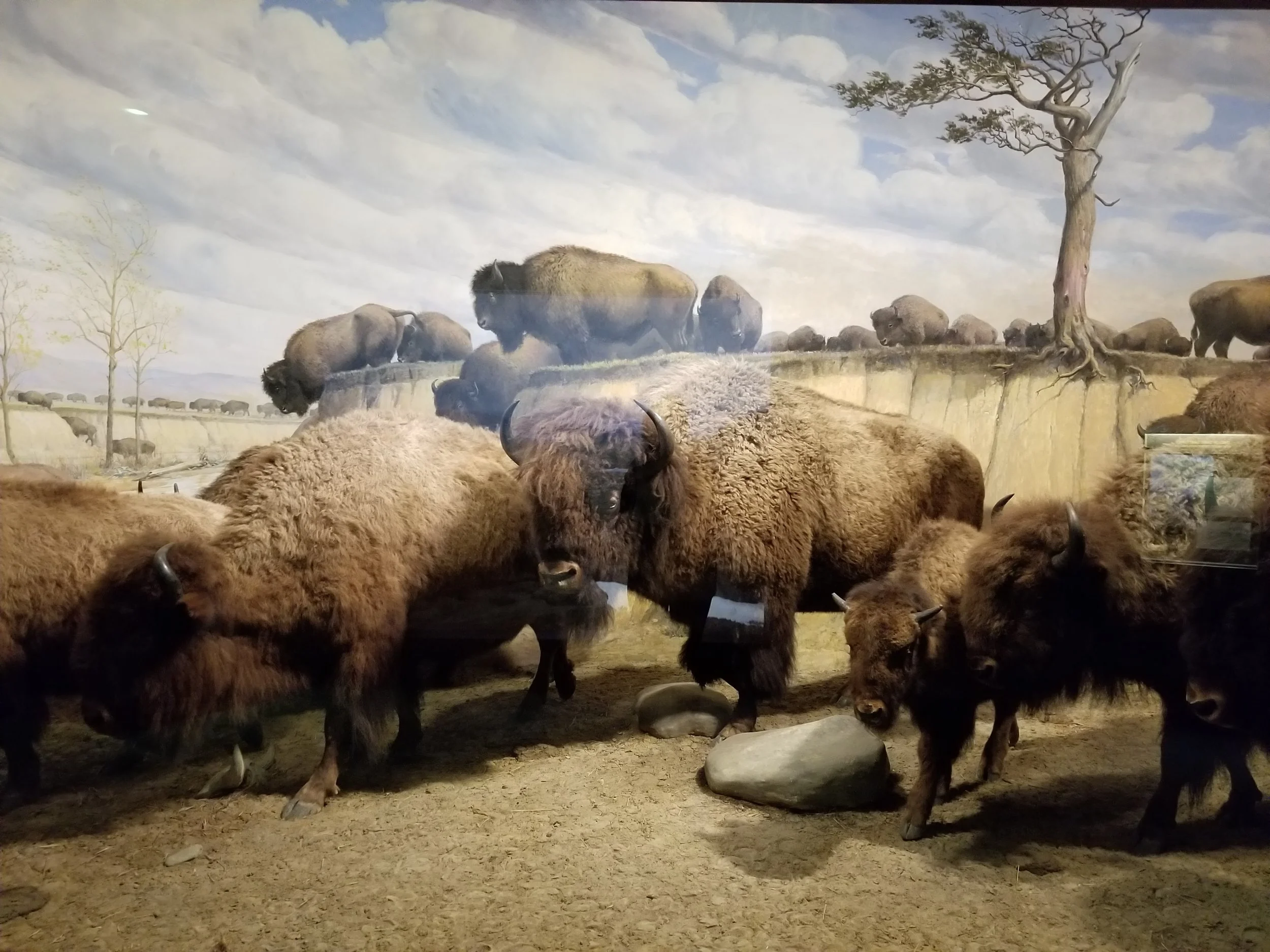 Bison are some of my favorite animals. They are at once tragic and majestic.