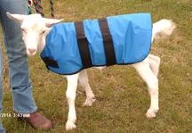 Phantom the goat in a goat-coat. Please do yourself a favor and visit goatcoatshop.com post-haste.