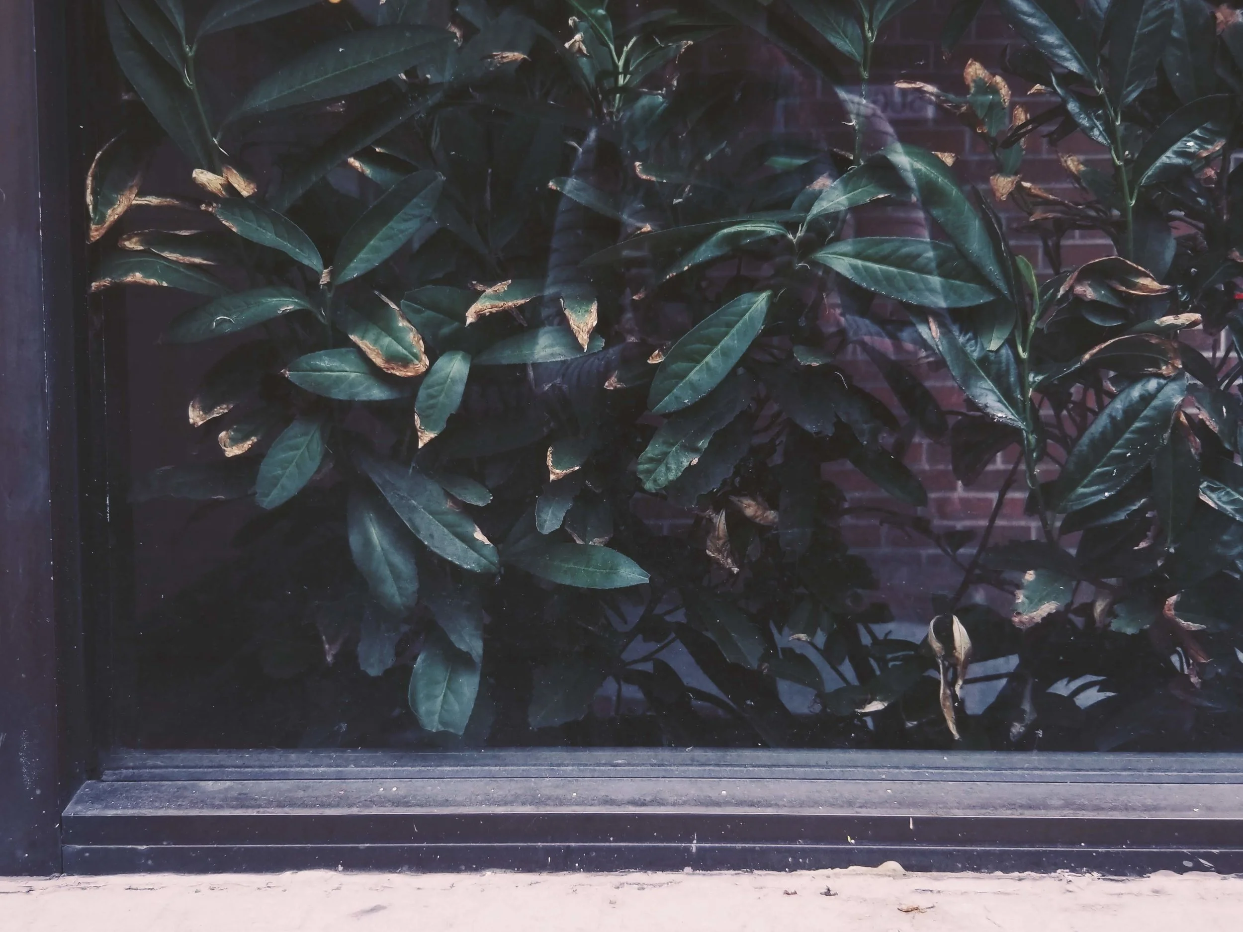 These plants pressed against a windowpane.