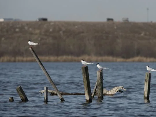 Forster's terns at the Kearny Marsh. Behind them rises the hill of a landfill. Photo: Michael Karas/Northjersey.com