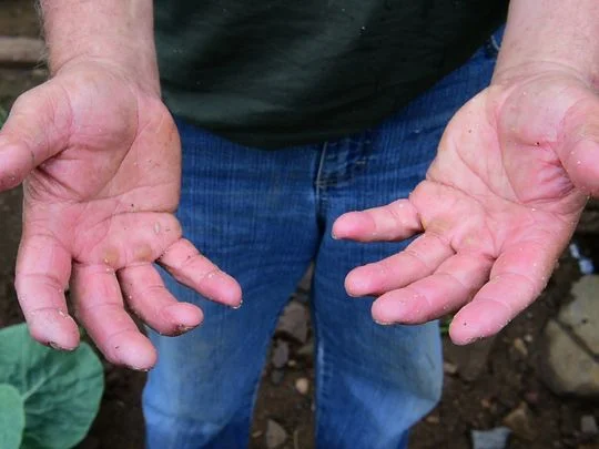 The hands of Konstantinos Natsis, Weehawken farmer. Photo: Tariq Zehawi/NorthJersey.com