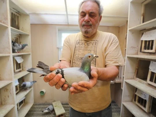 Torre cradles a pigeon that had just returned home from Ohio. The bird flew more than 400 miles in 9½ hours. Photo: Chris Pedota/NorthJersey.com
