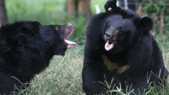 Bears.jpg