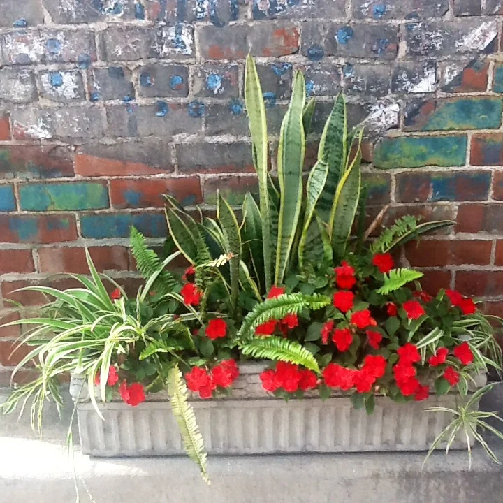 drive through flowers.jpg