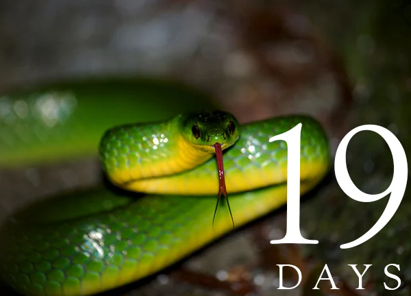 19-DAYS_mikou.jpg