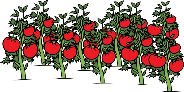 tomato-patch-hi.png