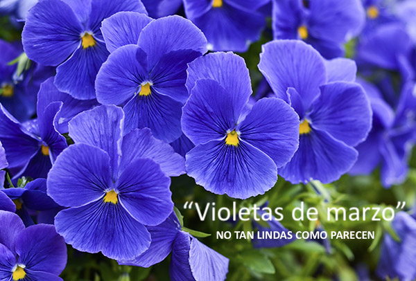 violetas.jpg
