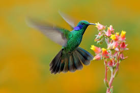 colibri.jpeg