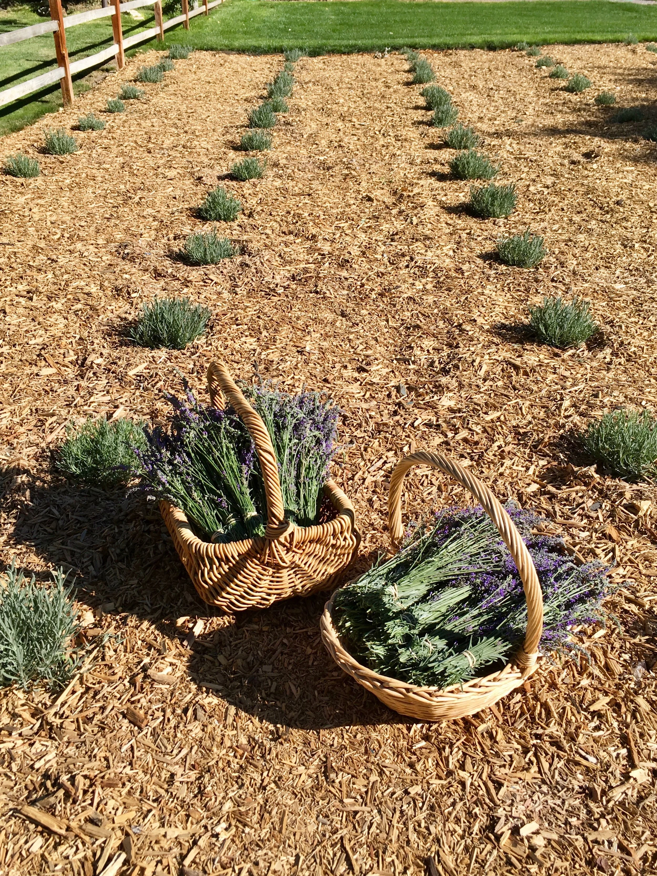Lavender Farm Utah
