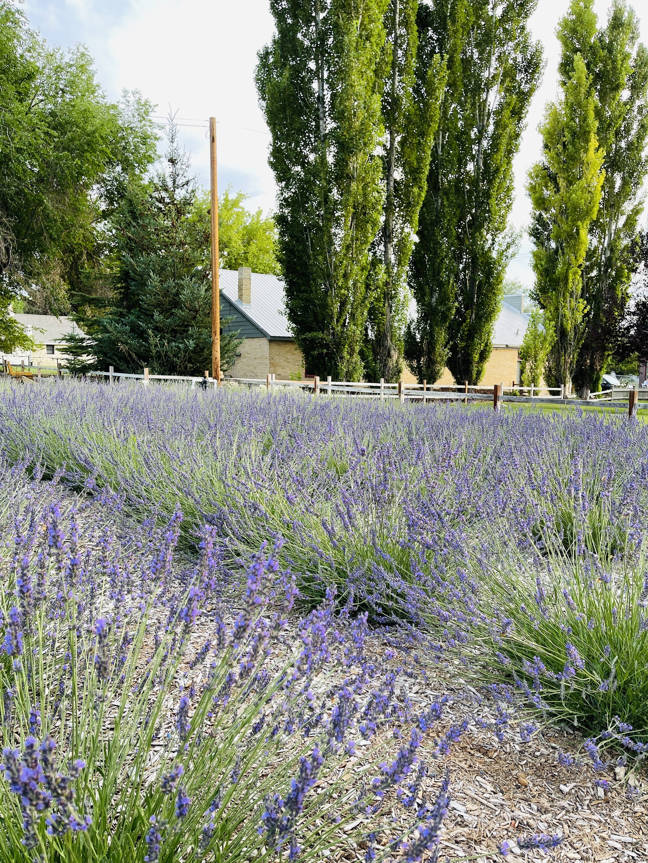 Private Lavender Experience - Friday,   August 4th