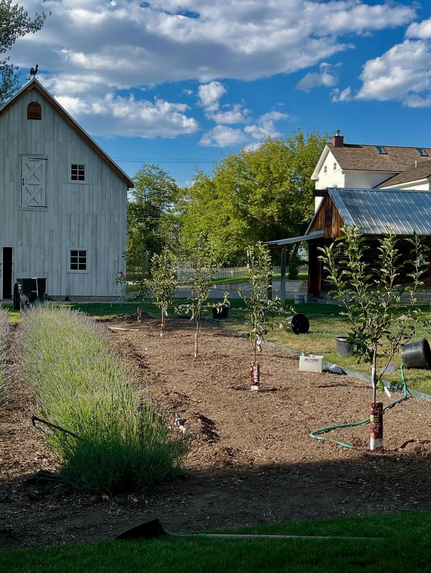 Our newest addition to Spring Farm&hellip;. A small APPLE ORCHARD! We pulled out two rows of lavender to make room for some apple trees. Looking forward to a bountiful harvest someday! 
.
.
.
.
#u-pick #apples #appleorchard #farmlife #lavender #laven