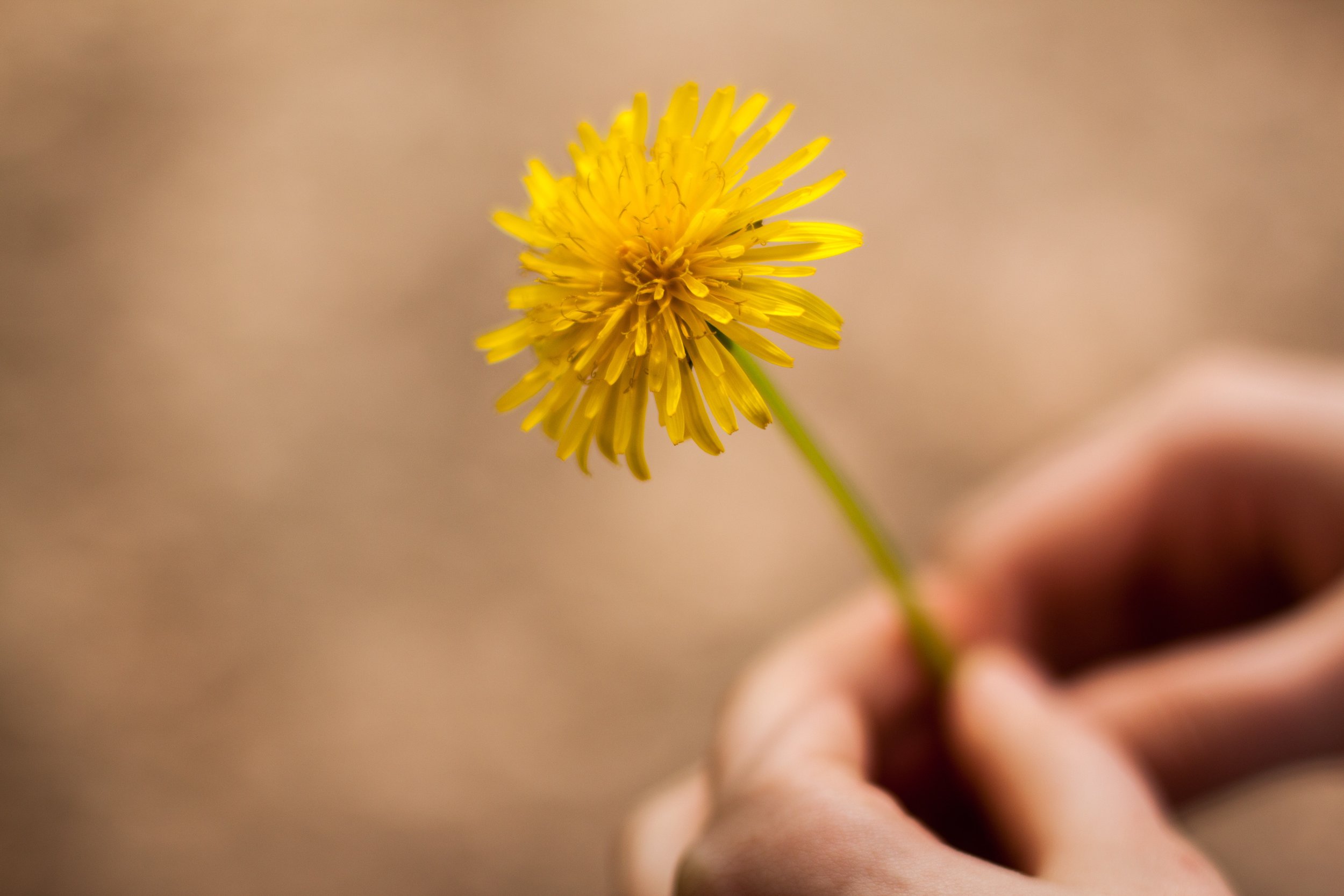 dandelion in hand.jpeg