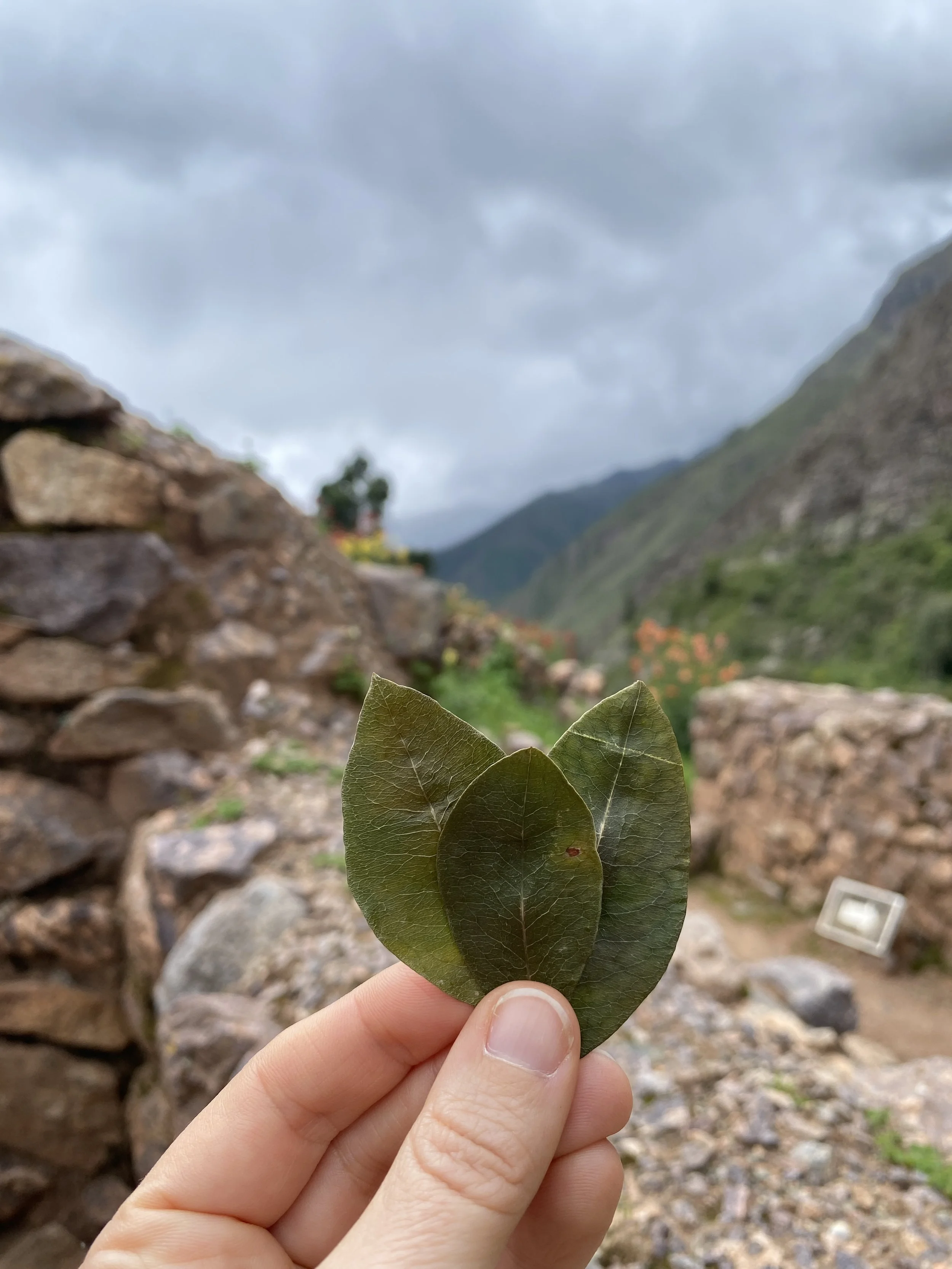 Andean Wisdom #5: Plant Spirit: The Sacred Coca Leaf {RECORDING}