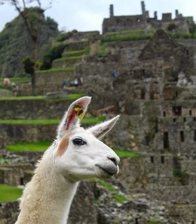 The train is leaving the station!!⚡️⛰️

For our upcoming Peru retreat happening March 28th - April 6th, we are offering an optional add-on journey to Machu Picchu the day before the retreat begins.

This is a rare opportunity to experience this sacre