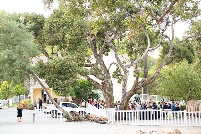 Always love a gorgeous outdoor setting for cocktail hour! 
Venue: @picchettiwinery