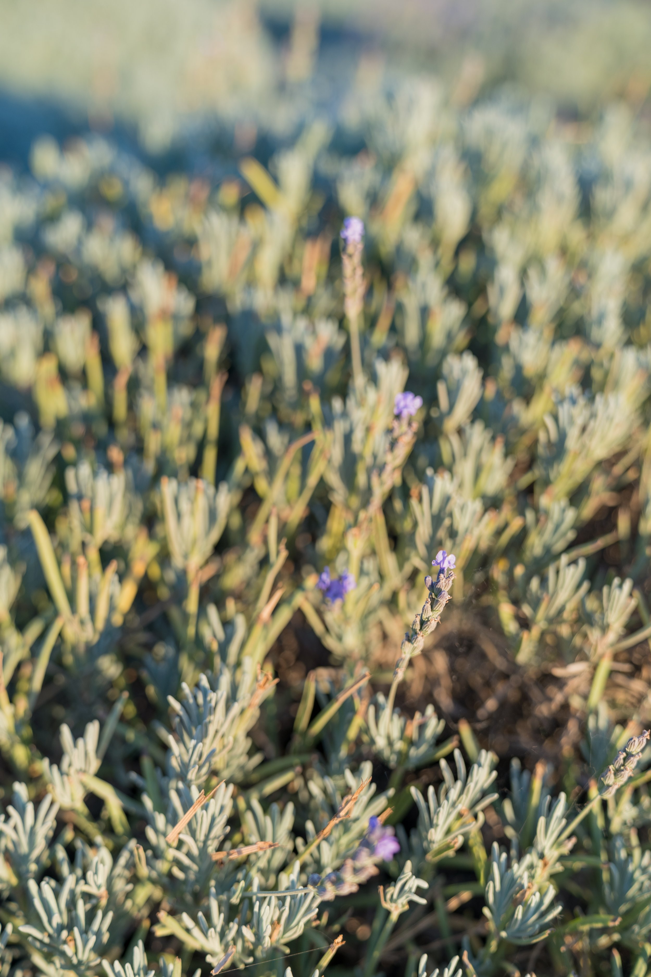 pageo lavender farm wedding-851.jpg