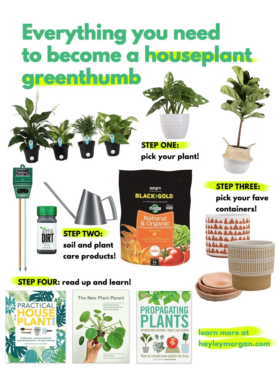 everything you need for houseplants.jpg