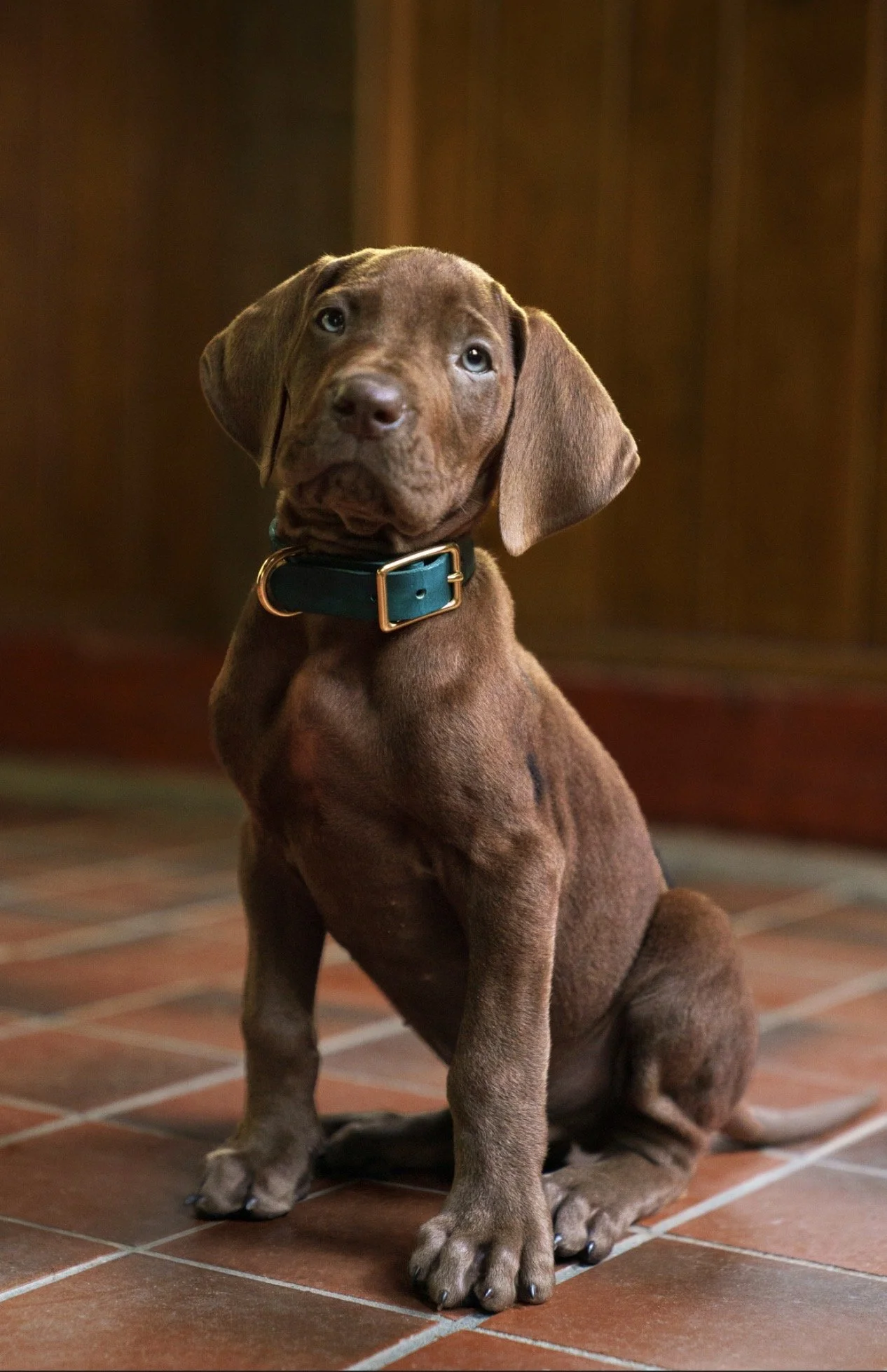 SCOOBY DOO LIVE ACTION FIRST LOOK