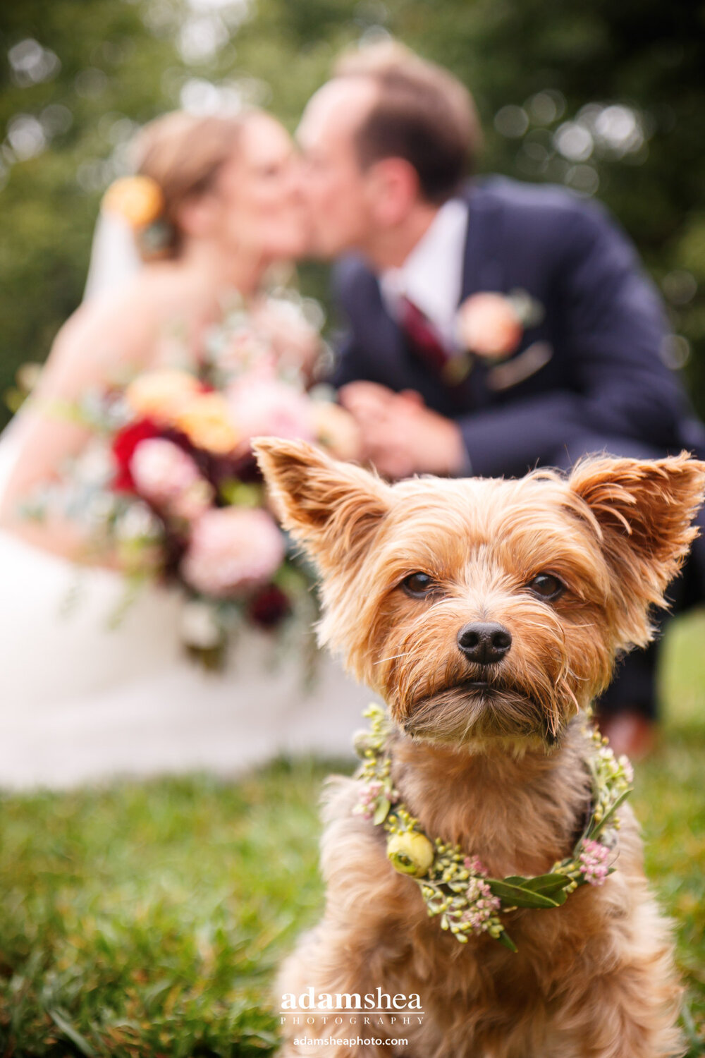 Gorgeous Wedding Fields at the Reserve - Stoughton WI - Adam Shea Photography - Bride and Groom With Pup