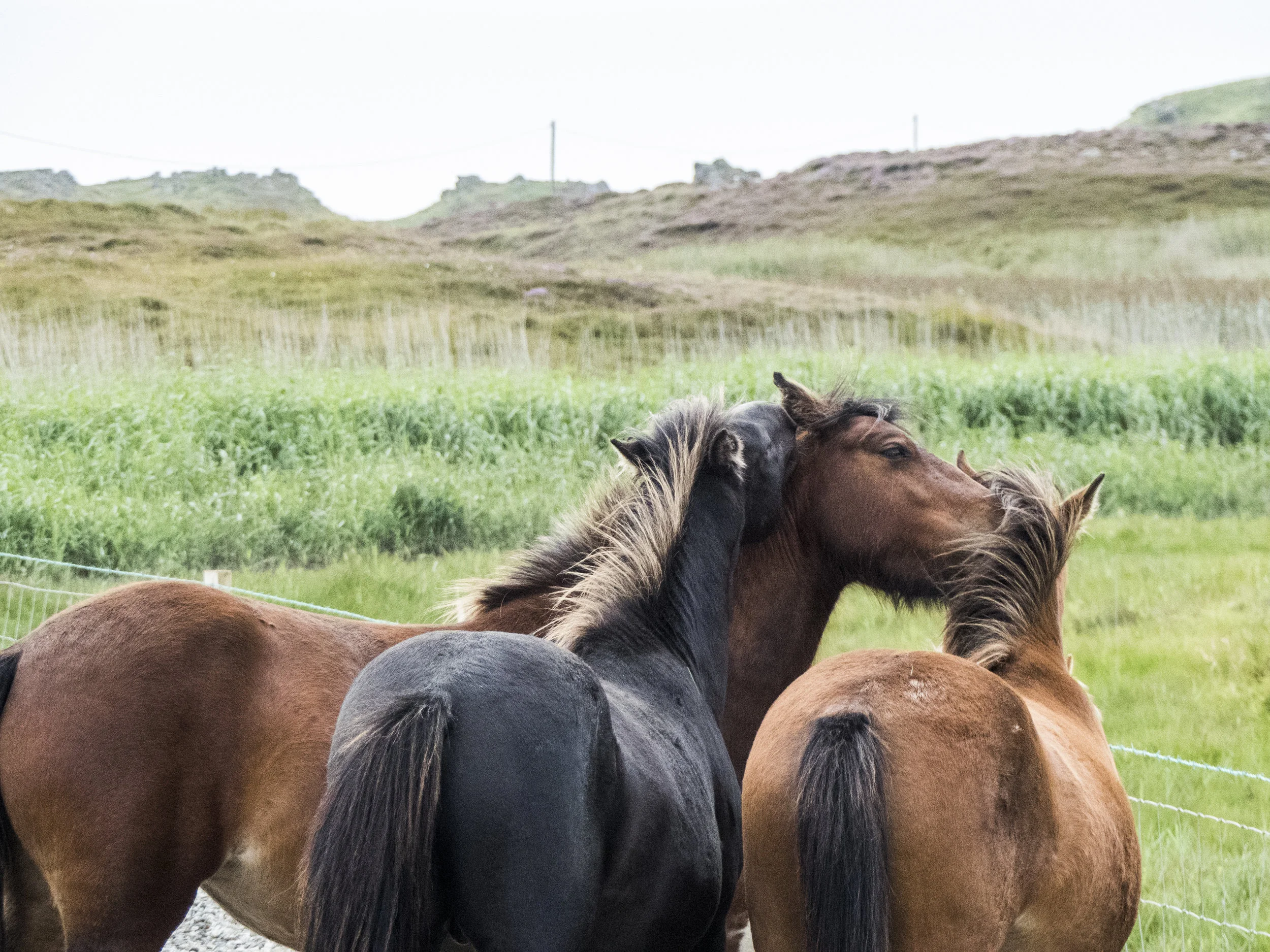 Malin Head - Private Property - Horses.jpg