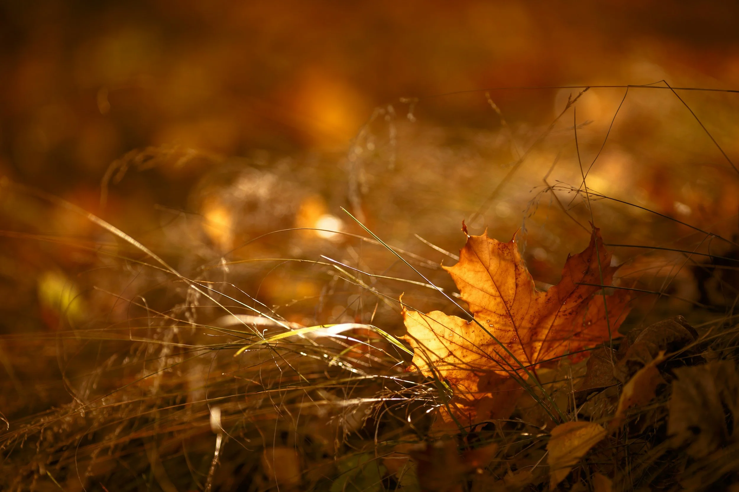 Gather + Ground with Breath & Sound