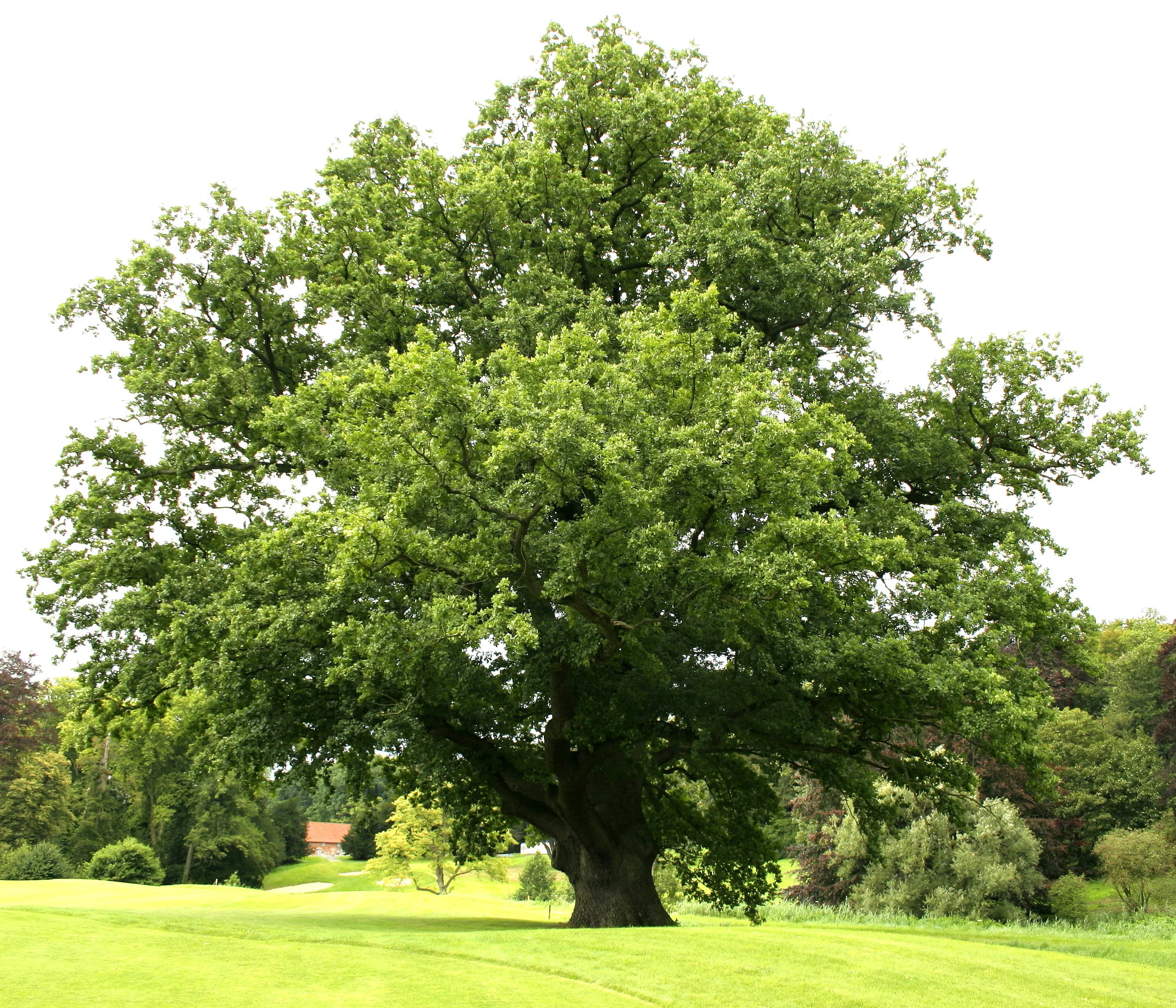 Quercus_robur_JPG_(d1)1.jpg