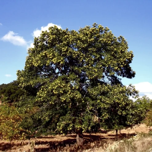 caastanheiro quadrado .jpg