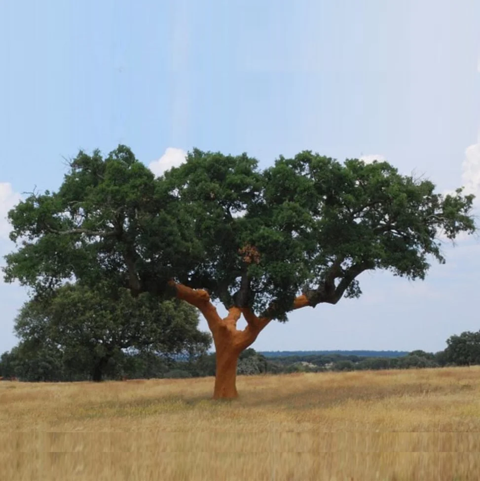 sobreiro quadrado.jpg