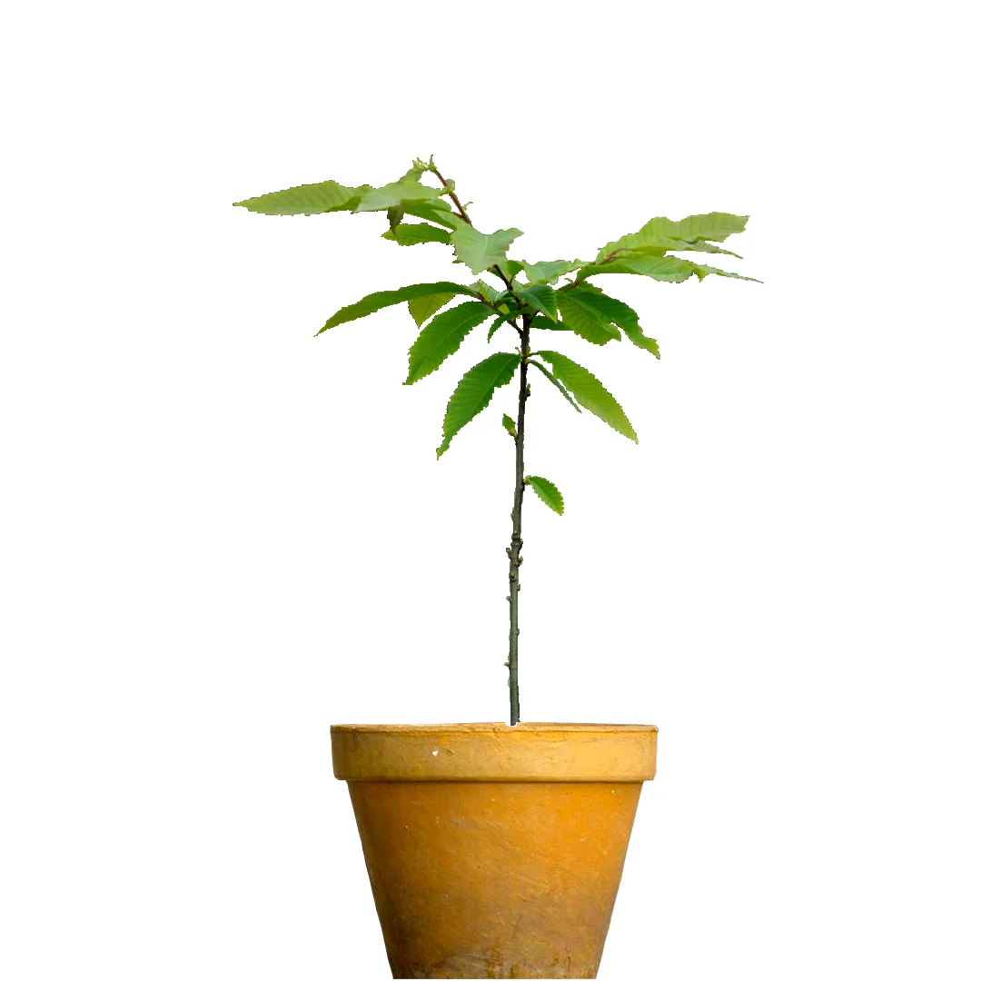 castanea1.jpg