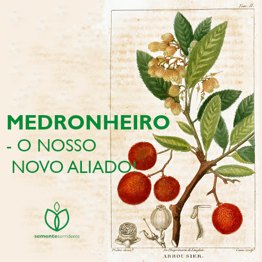 Boas-vindas aos medronheiros!