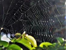220px-Refracción_de_la_luz_del_sol_en_una_telaraña.jpg