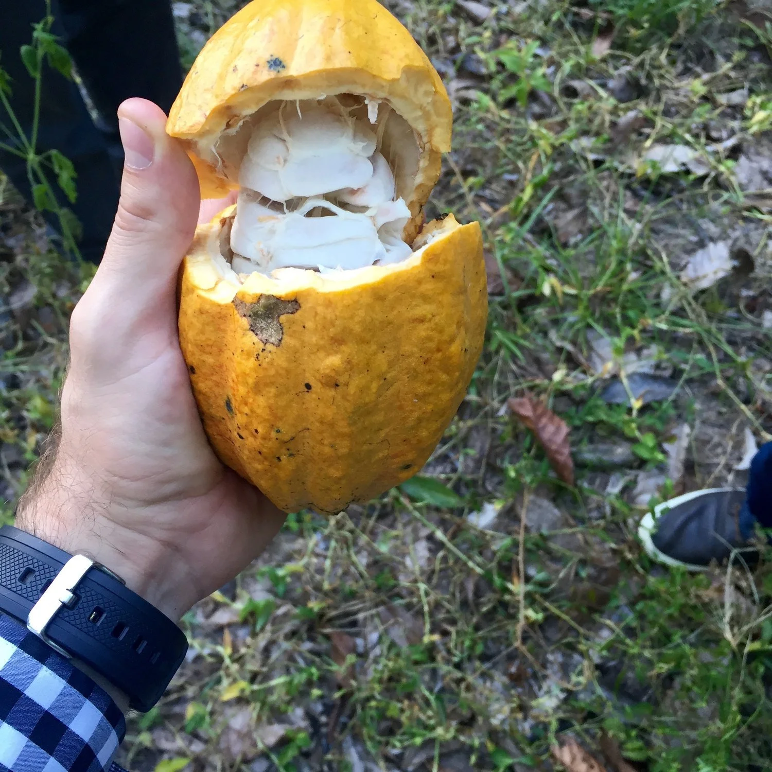 ataste-cacao-opened-01.jpg