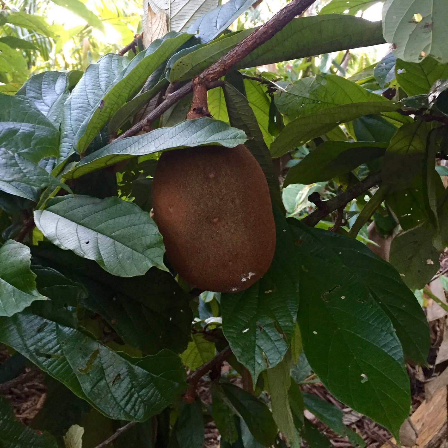 ataste-cupuacu-fruit-02.jpg