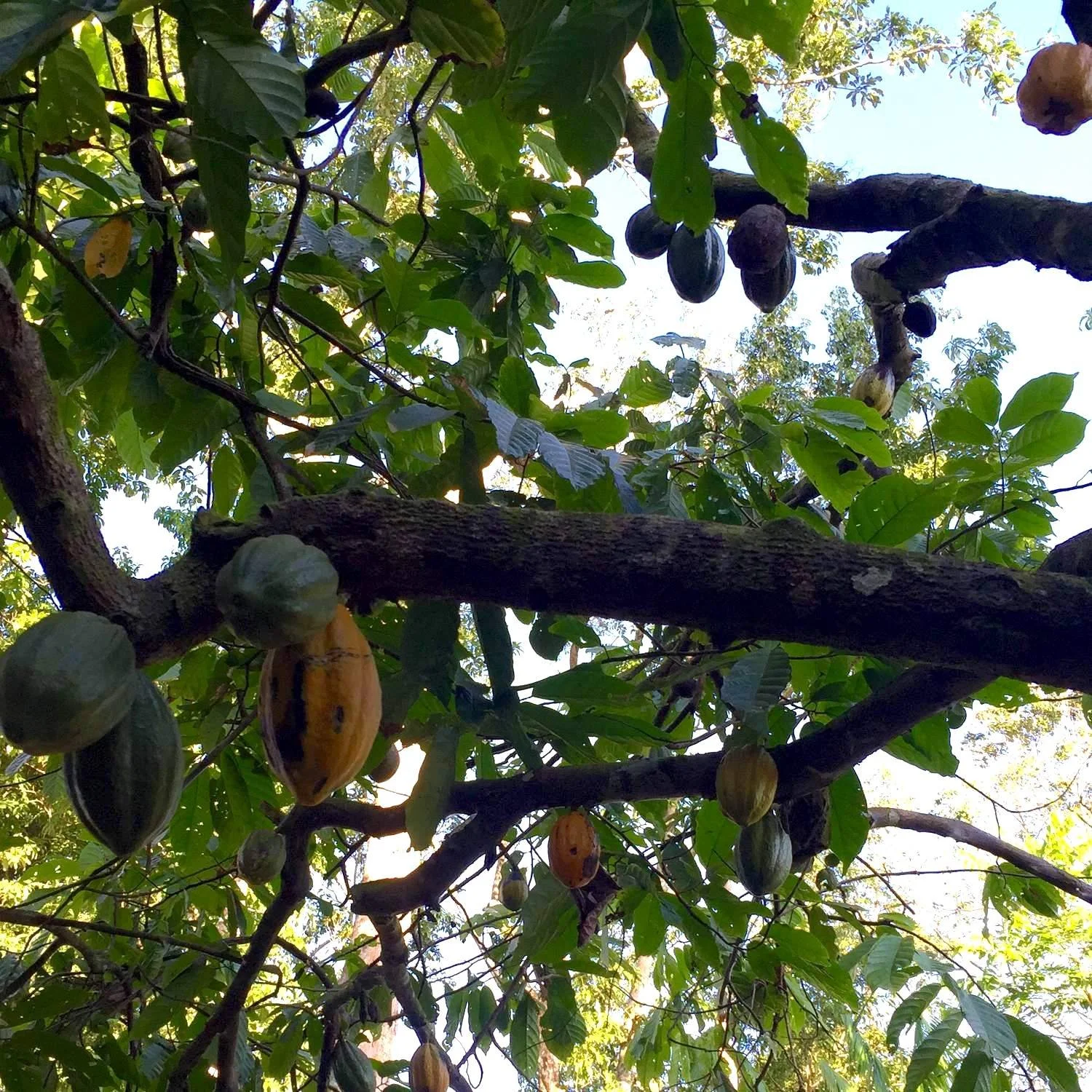 ataste-cacao-tree-03.jpg