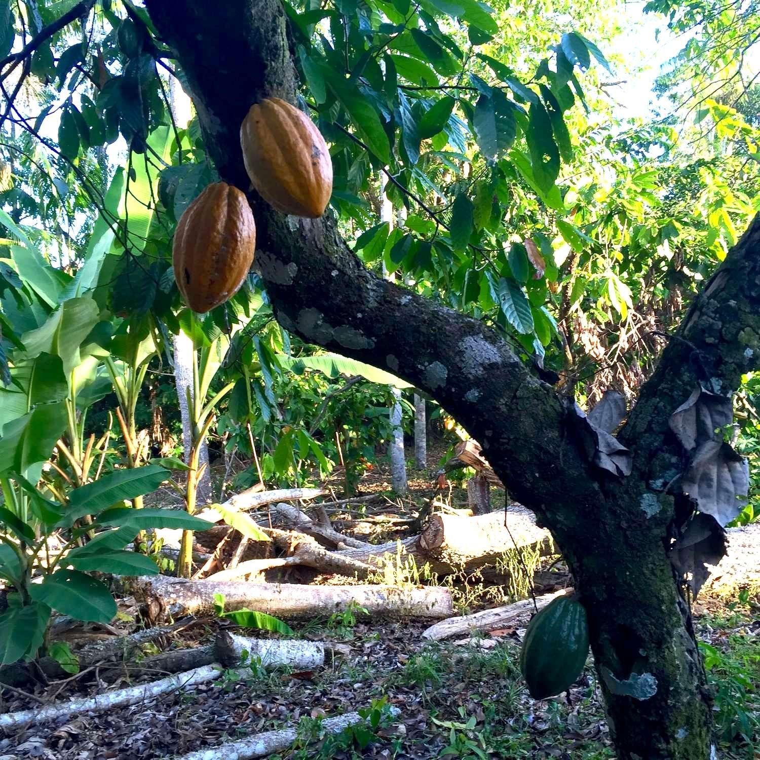 ataste-cacao-pods-02.jpg