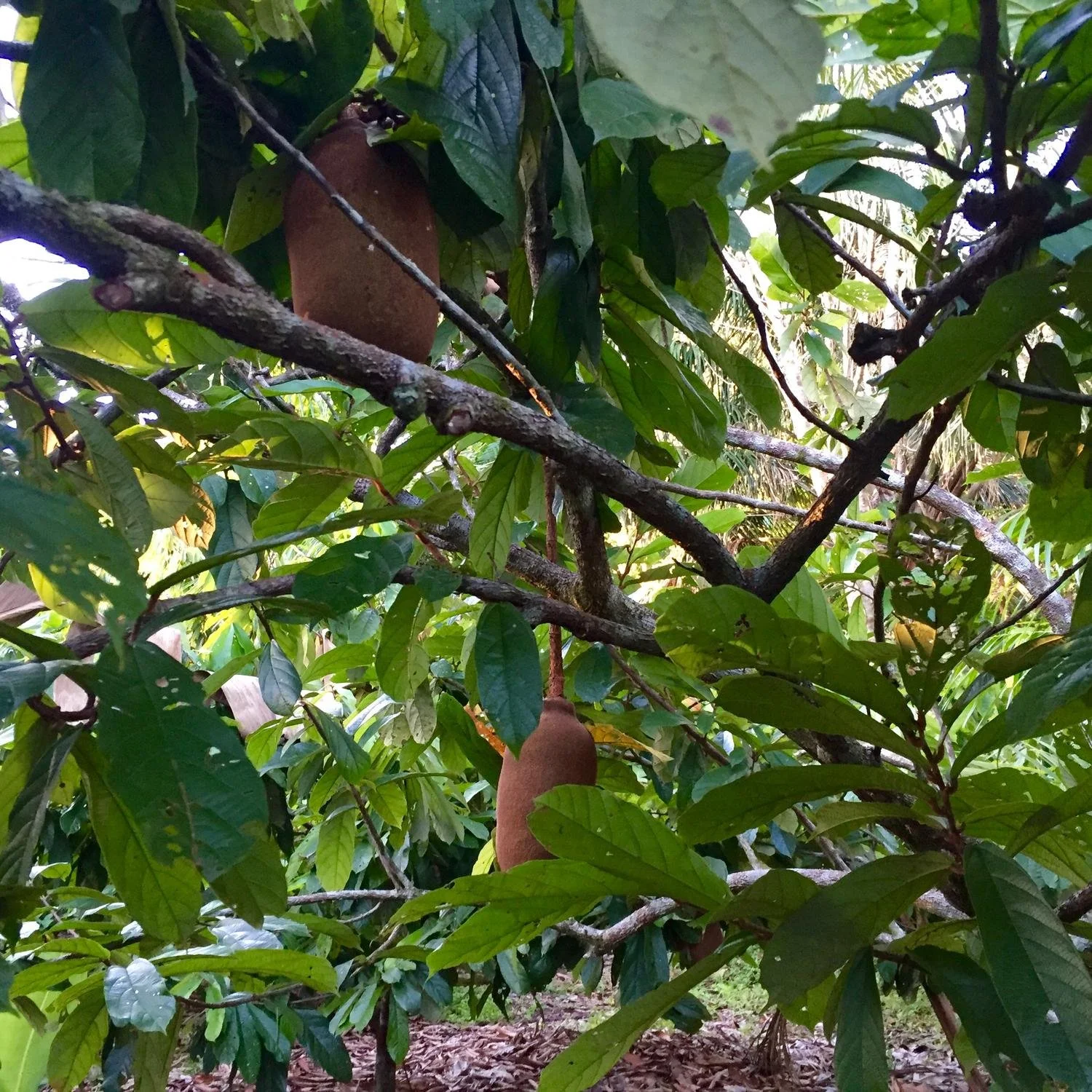 ataste-cupuacu-tree-01.jpg