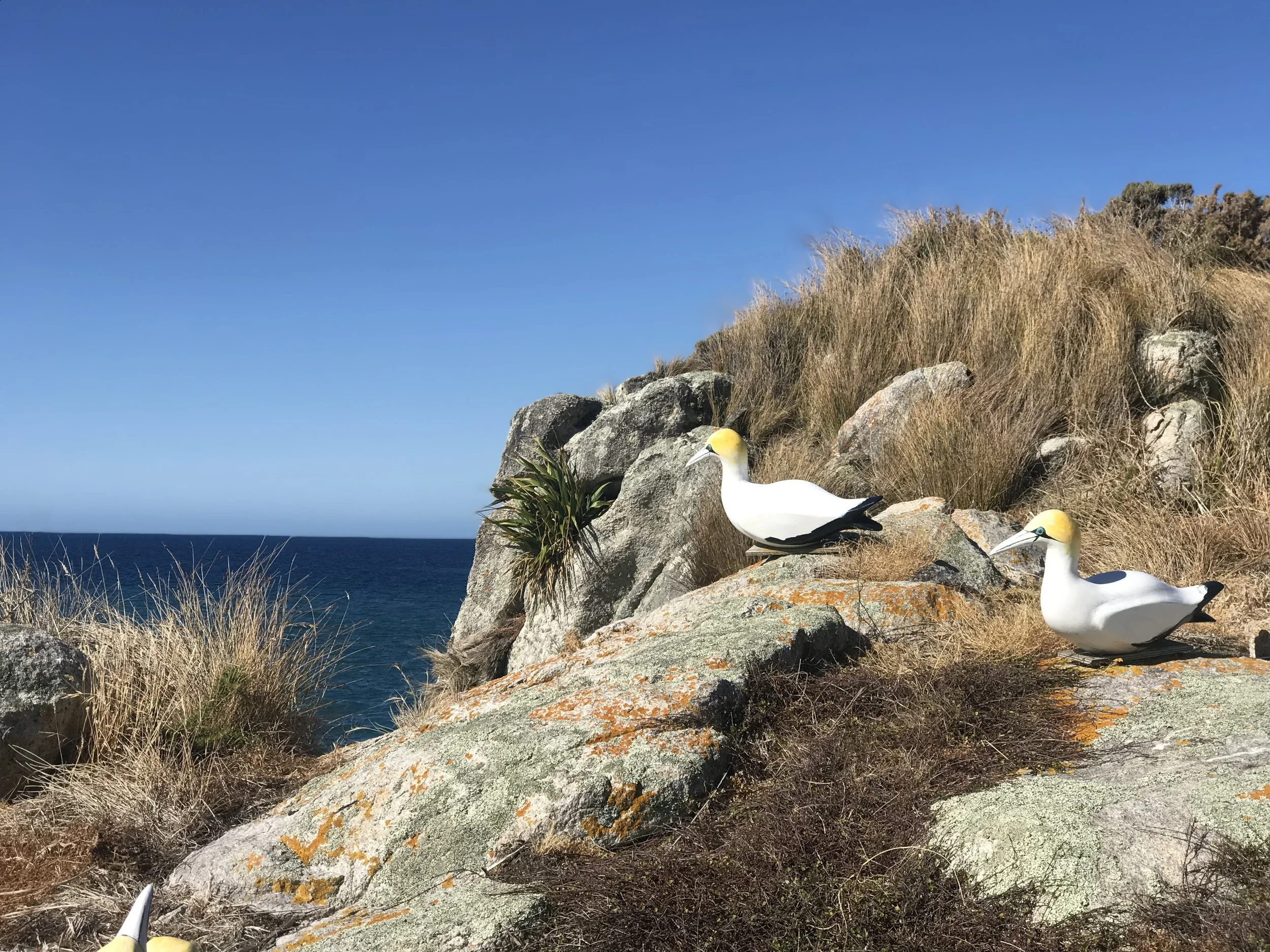 02.25.19 Separation Point was full of fake birds.