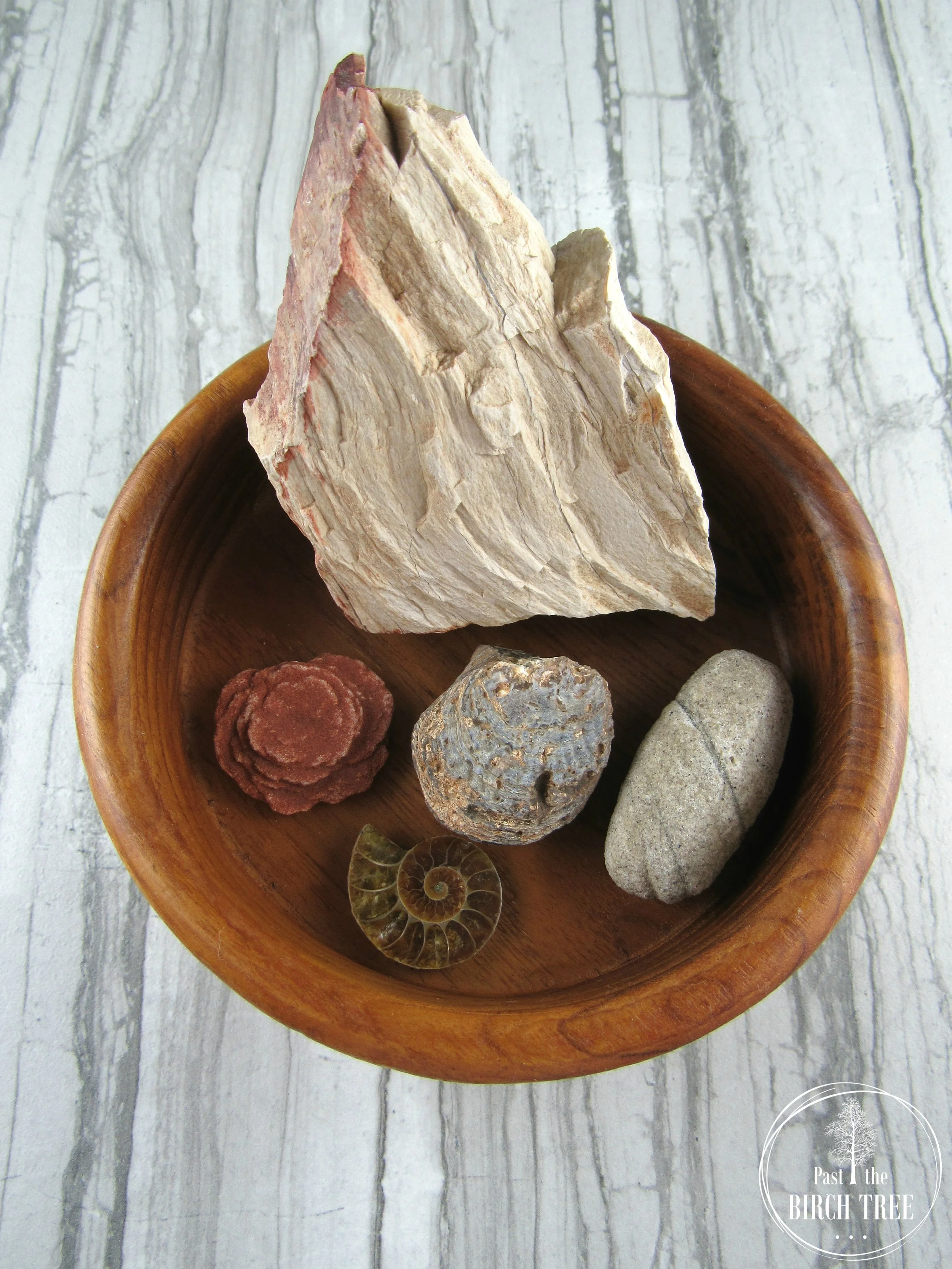 The Old As Dirt Collection featuring Natural Petrified Wood, Sand-Calcite, Barite Rose, Ammonite and Fossilized Clam in a Vintage Wood Bowl