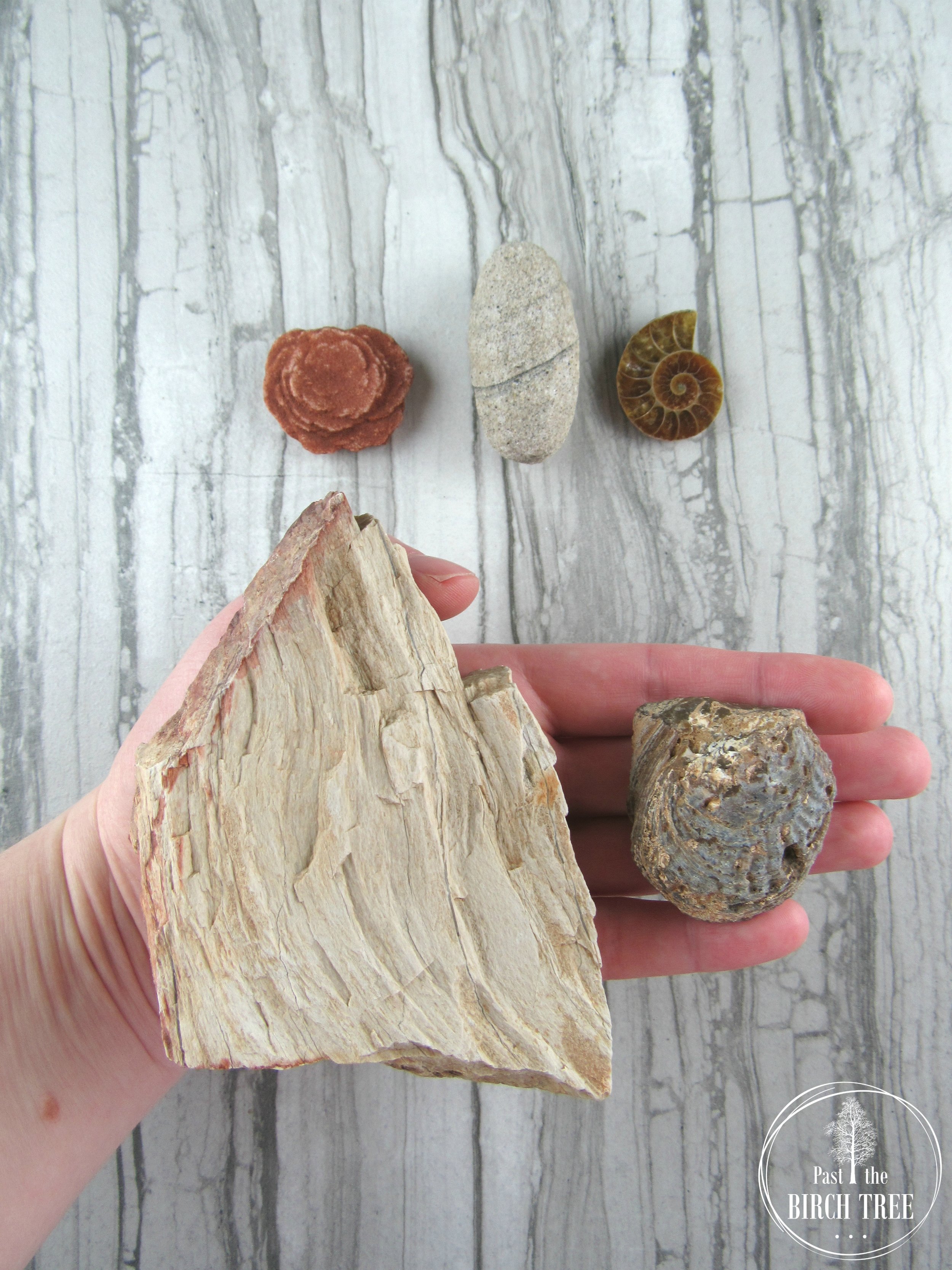 Item-2134.3-The-Old-As-Dirt-Collection-Petrified-Wood-Barite-Rose-Ammonite-Half-Agatized-Clam-Fossil-Sand-Calcite-Vintage-Wood-Bowl-Unique-Old-Age-Gift-Geology-Rocks-Past-the-Birch-Tree.jpg