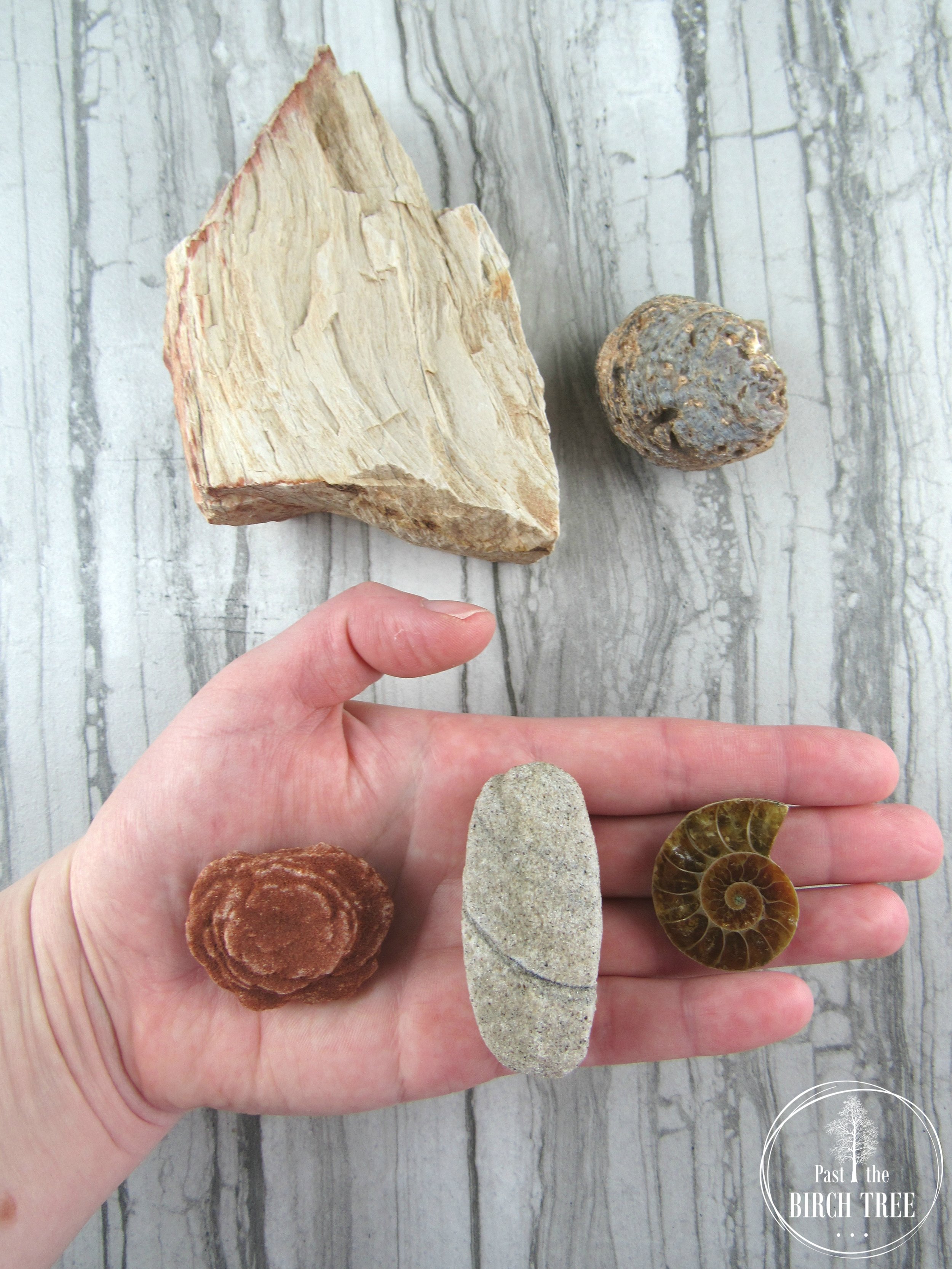 Item-2134.5-The-Old-As-Dirt-Collection-Petrified-Wood-Barite-Rose-Ammonite-Half-Agatized-Clam-Fossil-Sand-Calcite-Vintage-Wood-Bowl-Unique-Old-Age-Gift-Geology-Rocks-Past-the-Birch-Tree.jpg
