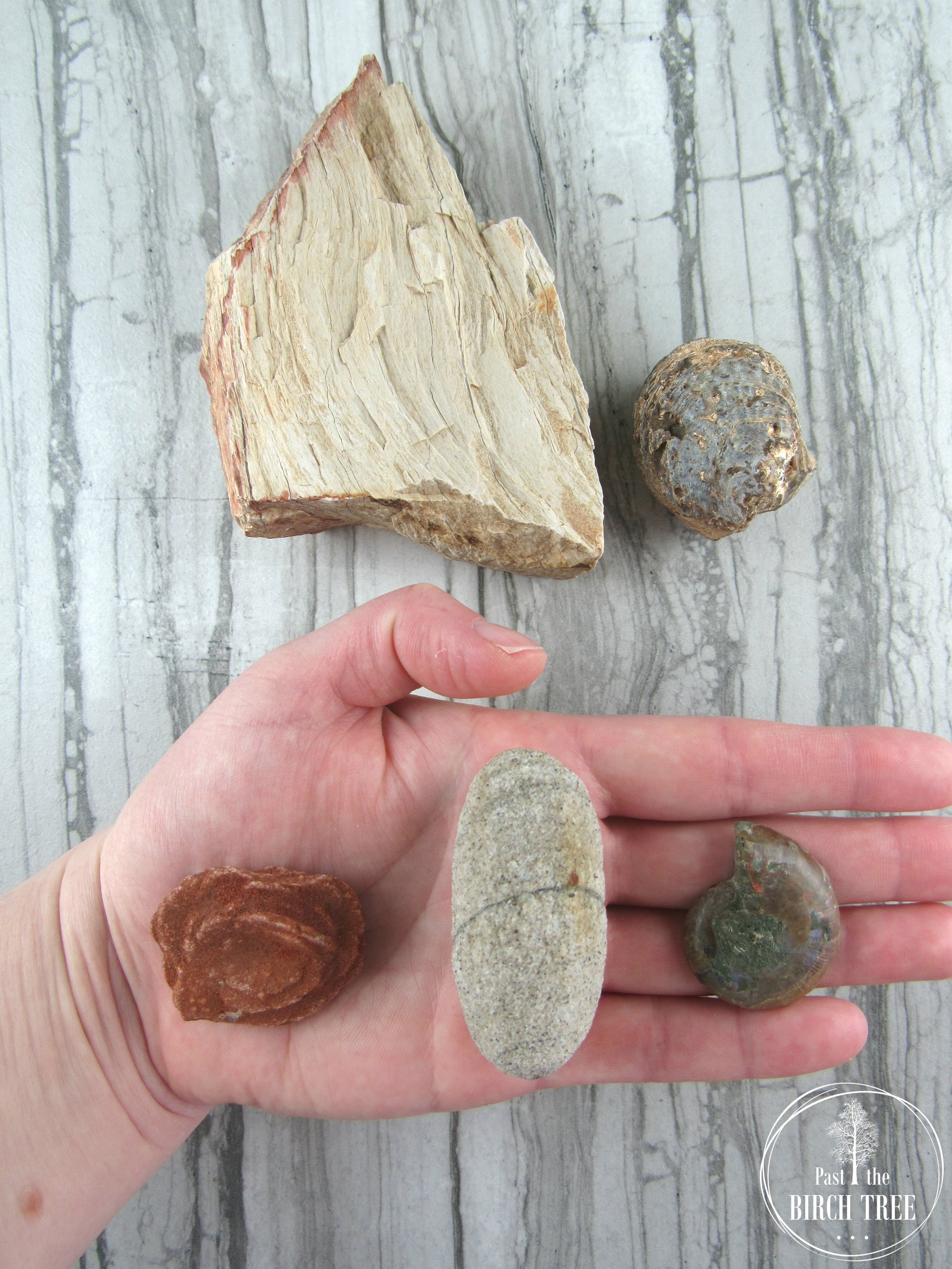 Item-2134.6-The-Old-As-Dirt-Collection-Petrified-Wood-Barite-Rose-Ammonite-Half-Agatized-Clam-Fossil-Sand-Calcite-Vintage-Wood-Bowl-Unique-Old-Age-Gift-Geology-Rocks-Past-the-Birch-Tree.jpg