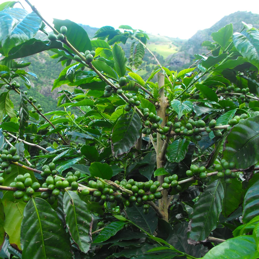 St-Helena-Coffee-Trees-1.jpg